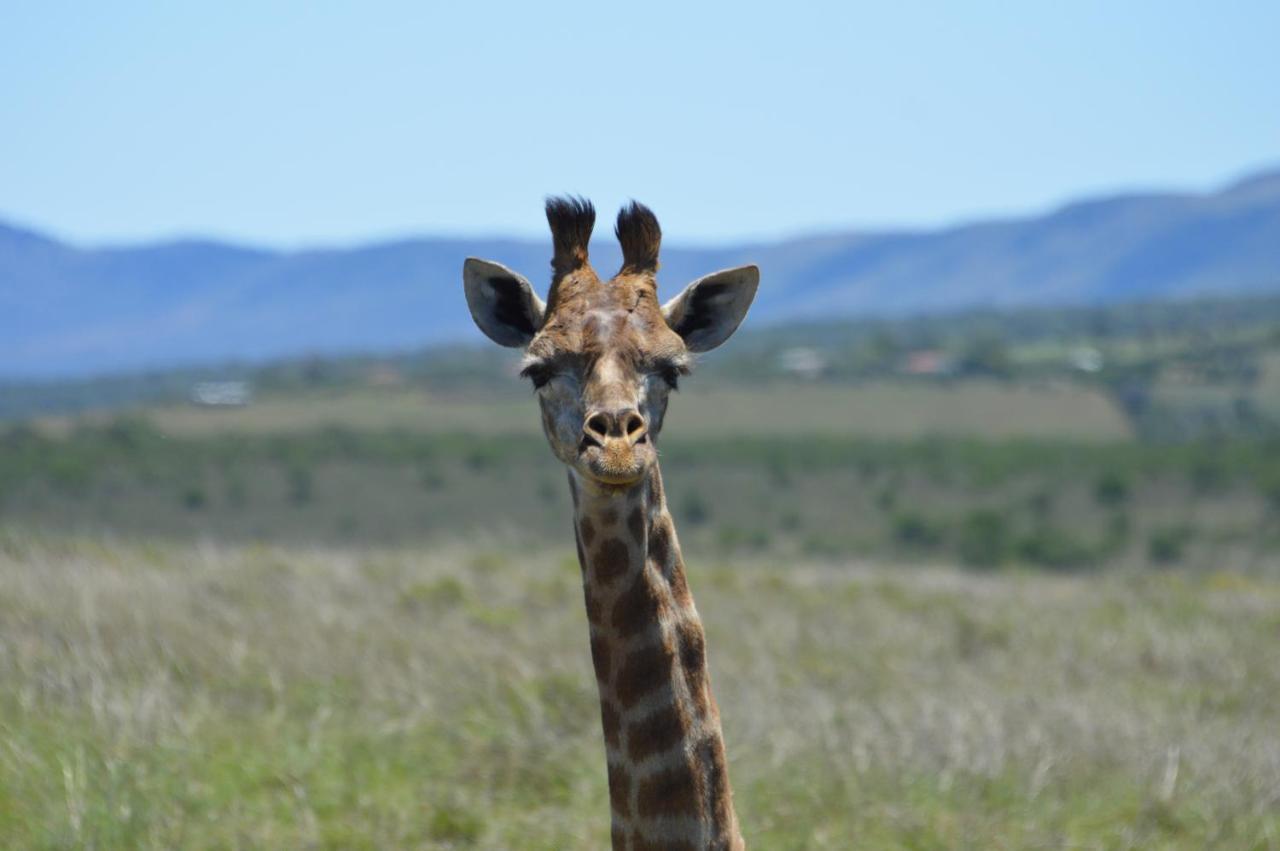 The Ranch House At African Safari Lodge Grahamstown Exteriér fotografie