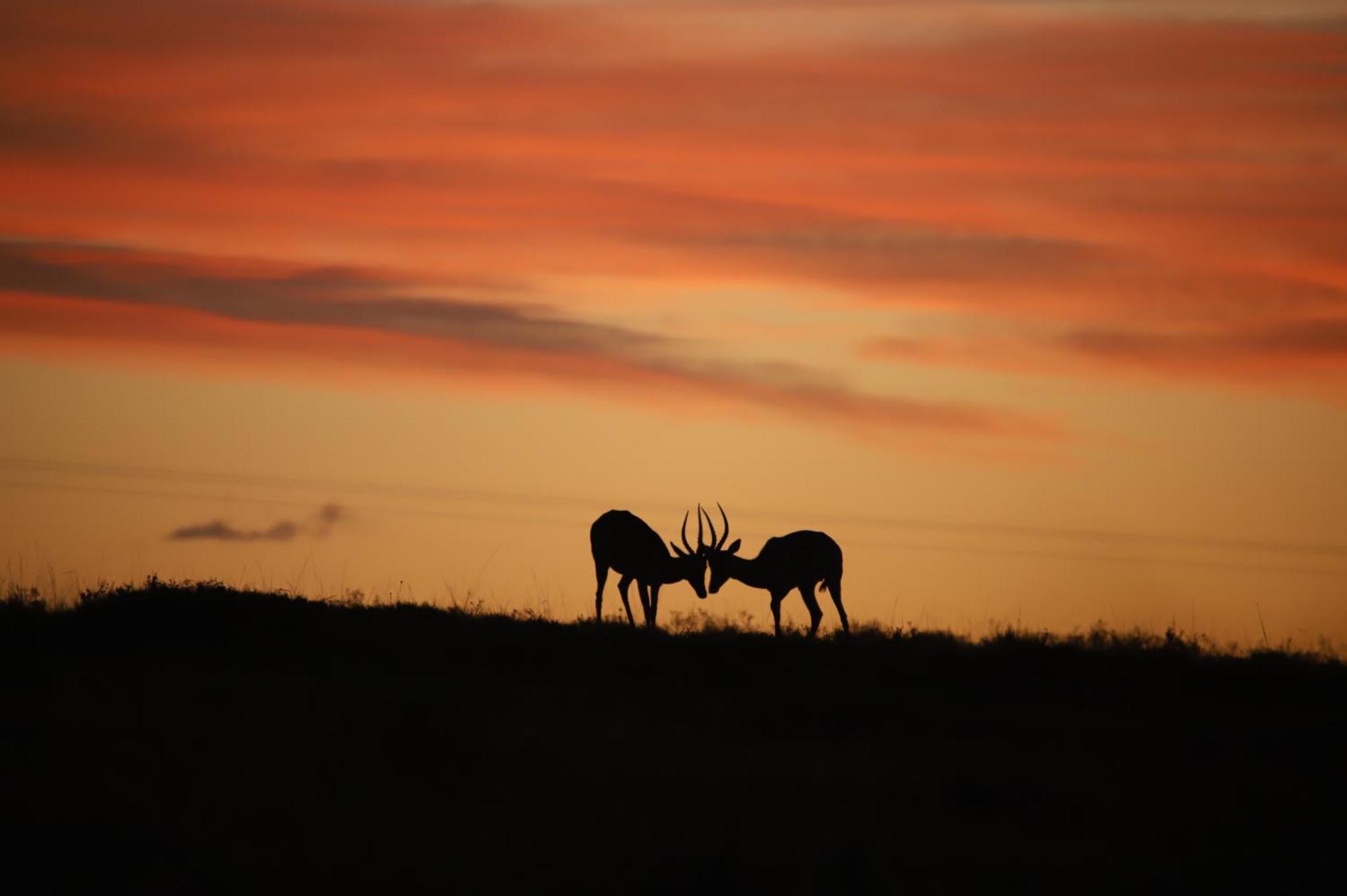The Ranch House At African Safari Lodge Grahamstown Exteriér fotografie
