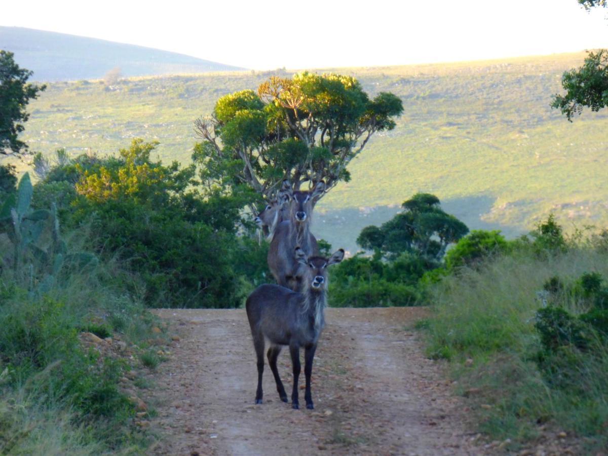 The Ranch House At African Safari Lodge Grahamstown Exteriér fotografie