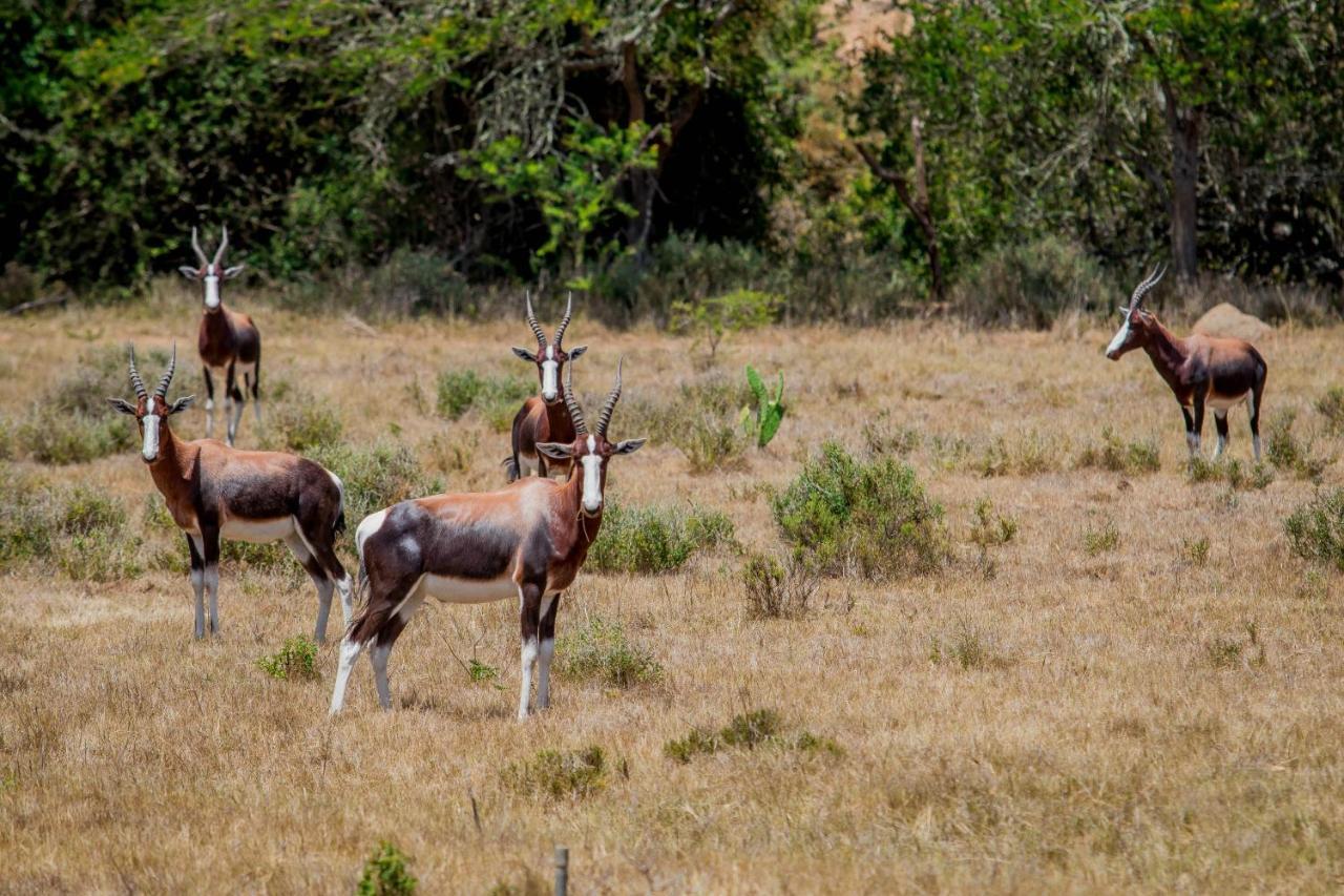The Ranch House At African Safari Lodge Grahamstown Exteriér fotografie